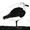 Black Backed Gull